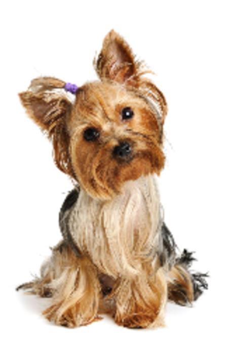 Scoobe Doo Pet Mobile Grooming: Service Image-1 Scoobe Doo Pet Mobile Grooming: Service Image-1